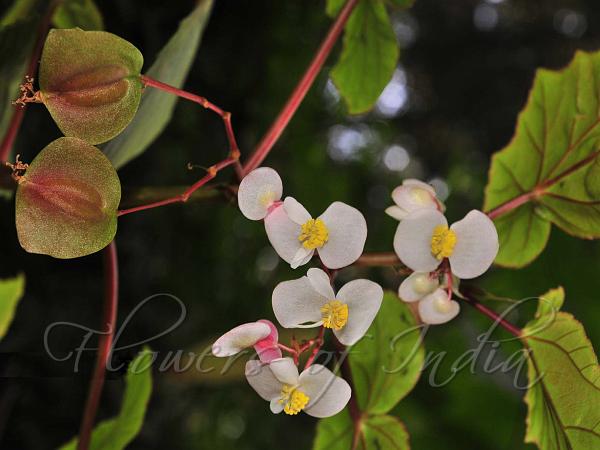Malabar Begonia